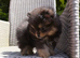 XS Teddy Pomeranian Boy