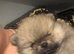 Beautiful KC Registered Pomeranian Puppies