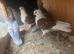 Hi nice and good quality German owls