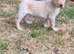 Labrador retriever puppy