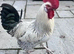 Hatching hen eggs