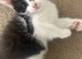 Ragdoll X kittens