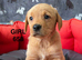 KC Labrador Retriever puppies