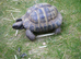 Adult Hermanns Tortoise