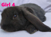 Cute French x Mini Lop kits looking for new homes