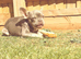 Stunning Frenchie