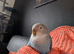 Lovebird for sale with cage