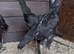 Black o shamo pair