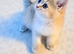 Gorgeous ready to leave British Shorthair kittens.