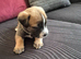5 stunning pups