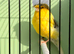 Males Crested Canary available
