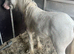 Mini cob colt