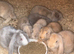 Pedigree giant French lop bunnies