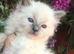 Ragdoll kittens fully vaccinated registered and insured £500