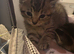11 kittens looking for homes!