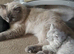 Pur dolls silver chinchilla persian ragdoll kittens