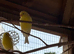Irish fancy canary's