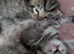 BEAUTIFUL SIBERIAN KITTENS LOOKING FOR THEIR FOREVER HOMES