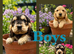 Show type KC Reg Cocker Spaniels from dna tested parents.