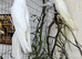 Price is for pair! Stunning cockatiels with DNA