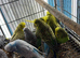 Baby budgies Glasgow