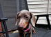 Female dachshund