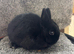 Two Netherland dwarfs