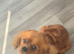 Cavapoo