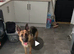 Girl german shepherd