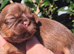 Shih Tzu girls for sale