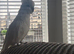 Cockatoo