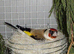finches