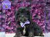 Beautiful F1 Cavapoo Puppies Ready Now