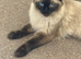Four loving ragdoll kitten
