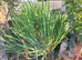 Pond plant