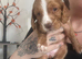 4 Gorgeous Cocker Spaniel puppies (females) - Forever Homes Wanted