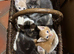 Kittens for sale