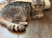 Scottish fold girl