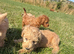 Small F1b COCKAPOO Puppies (mini cockapoo x toy poodle)