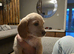 Poogle Pups - 1 Girl Left.