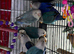 Baby lovebirds Glasgow