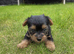 Yorkshire terrier biewer puppies for sale
