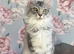 TICA Pedigree Maine Coon Kittens