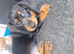 Miniature dachshund