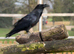 Male Raven