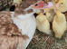 10 1 week old chocolate Muscovys ducklings