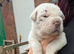 Shar Pei mix for sale