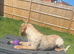 2year old cocker spaniel