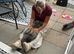 STUNNING cuddly tame (like a dog ) French lop boy