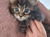 MAINCOON KITTENS